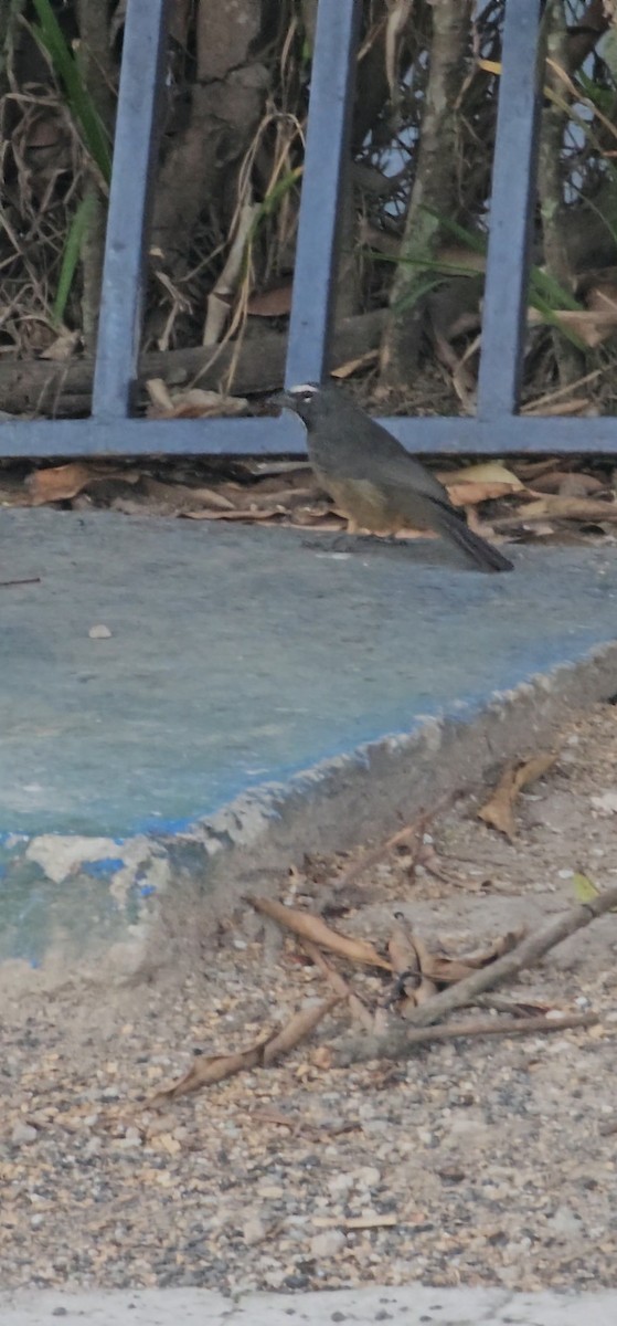 Cinnamon-bellied Saltator - ML644787592