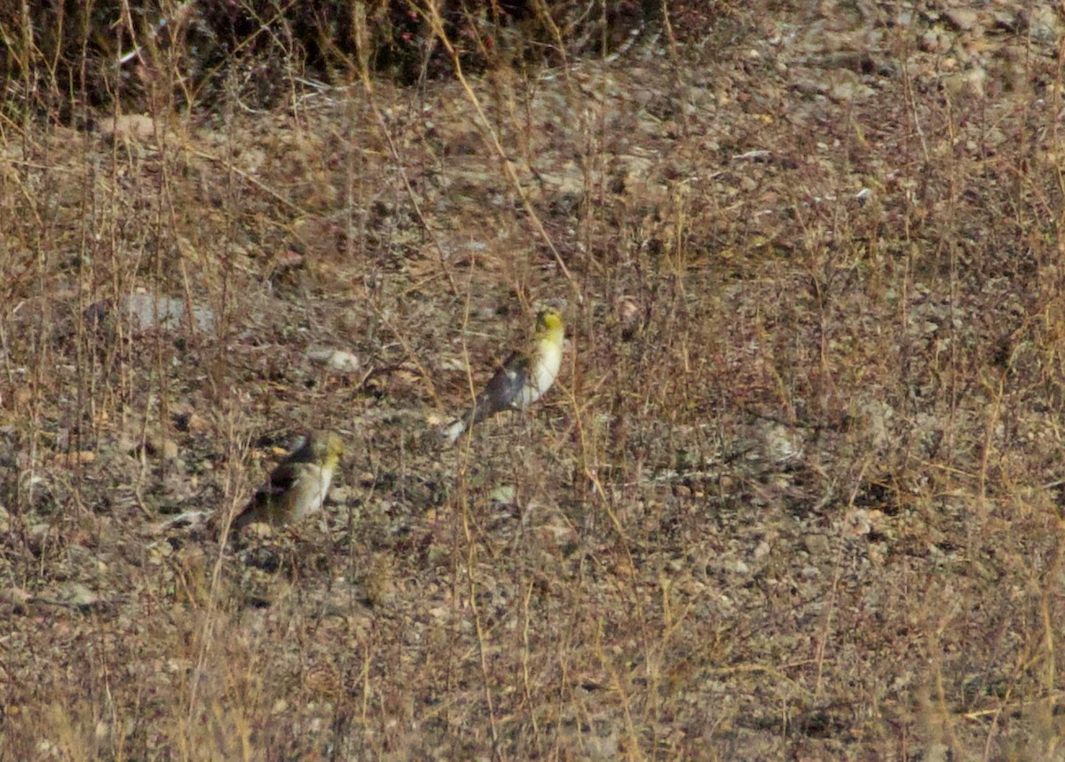 オウゴンヒワ - ML644787594