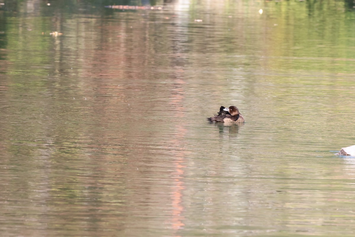 Tufted Duck - ML644787607