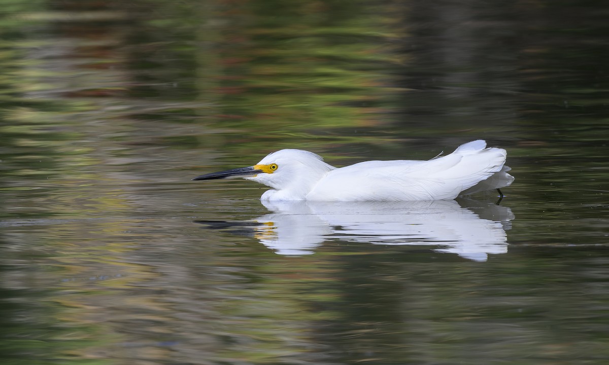 Schmuckreiher - ML644787608