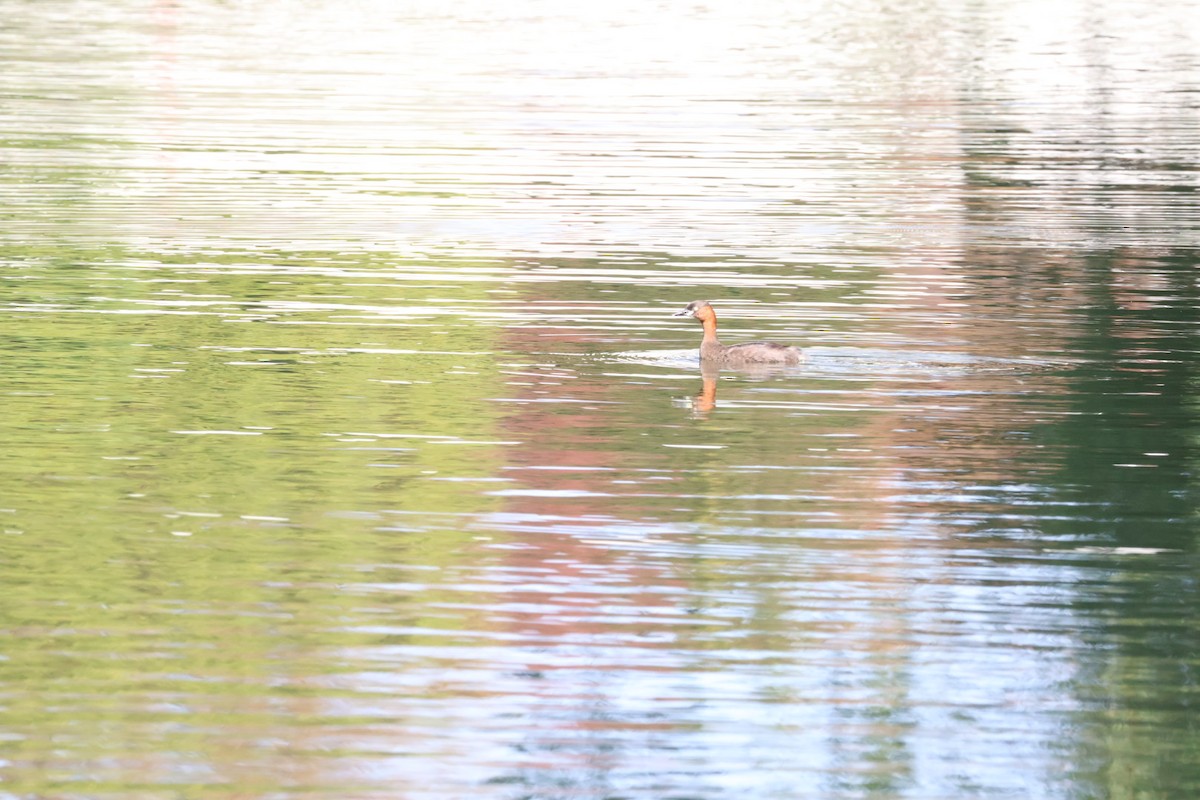Little Grebe - ML644787610