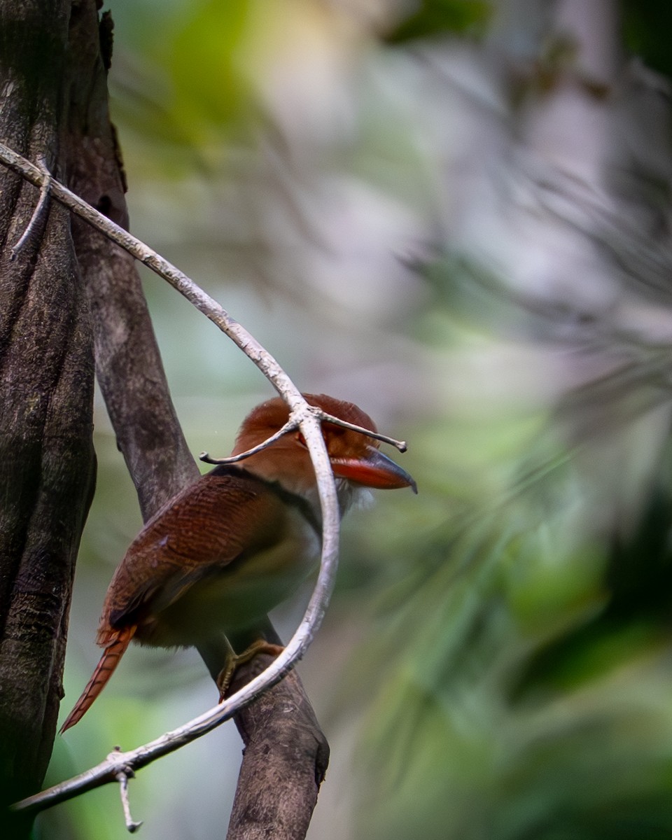 Ошейниковая пуховка - ML644787611