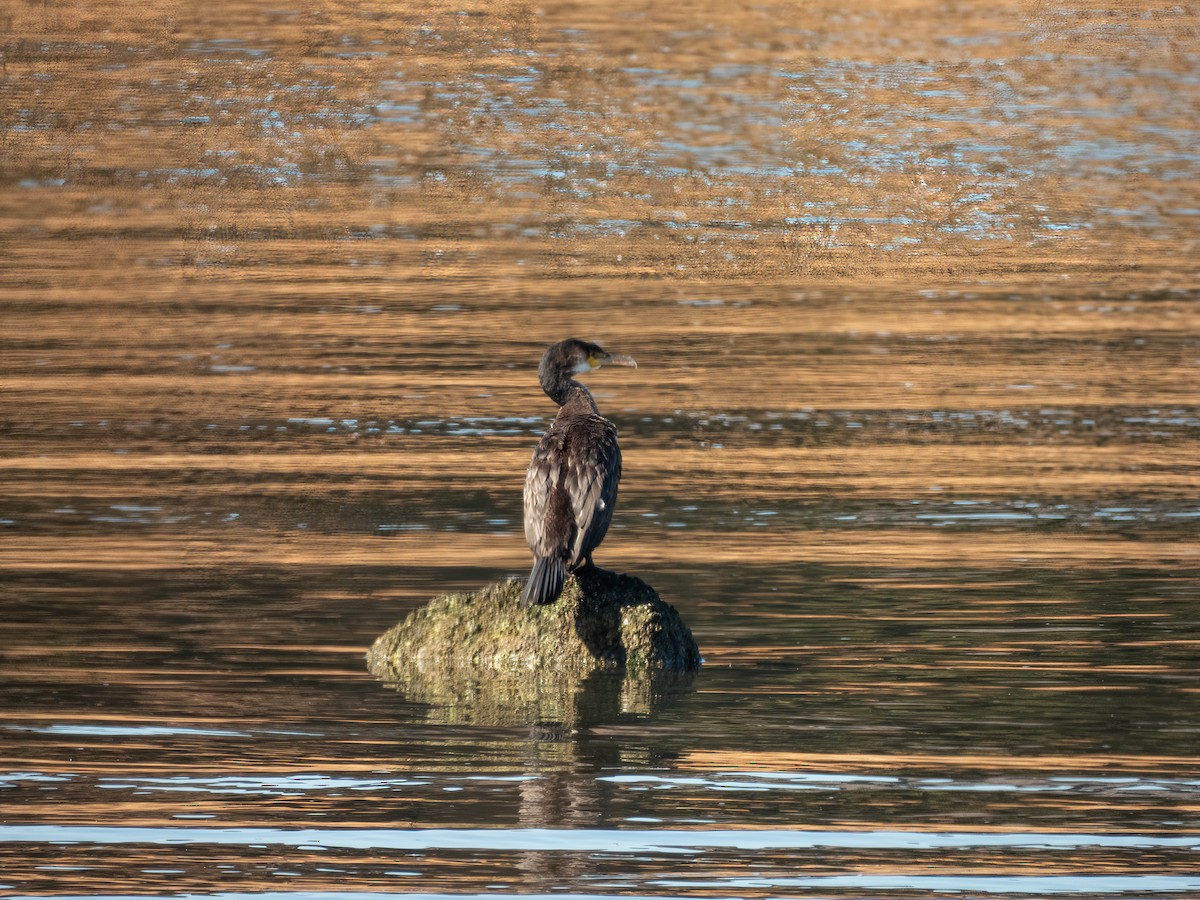 Great Cormorant (Eurasian) - ML644787612