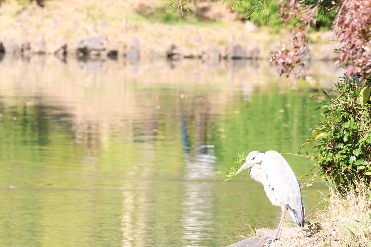 Gray Heron - ML644787614