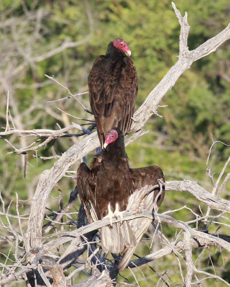Turkey Vulture - ML644787616