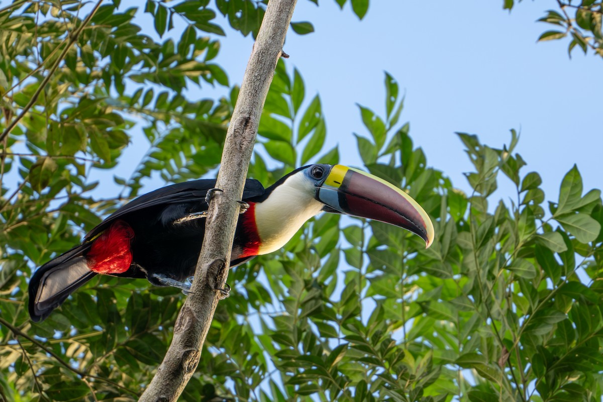 White-throated Toucan - ML644787619