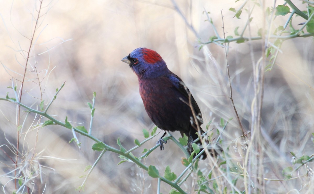 Varied Bunting - ML644787622