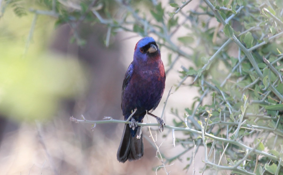 Varied Bunting - ML644787623