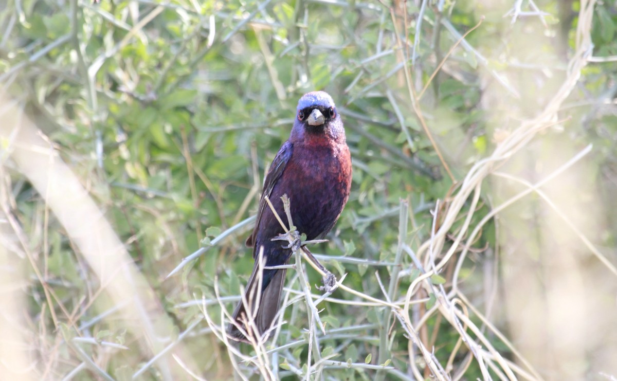 Varied Bunting - ML644787624