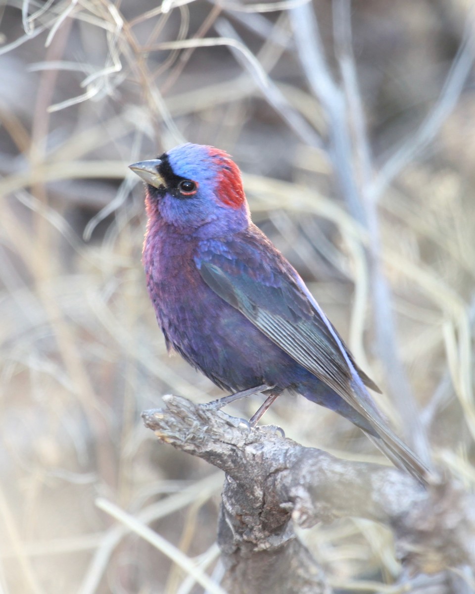 Varied Bunting - ML644787625