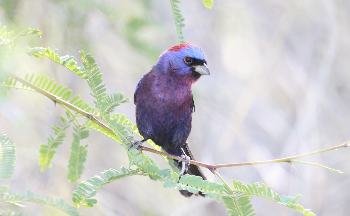 Varied Bunting - ML644787626