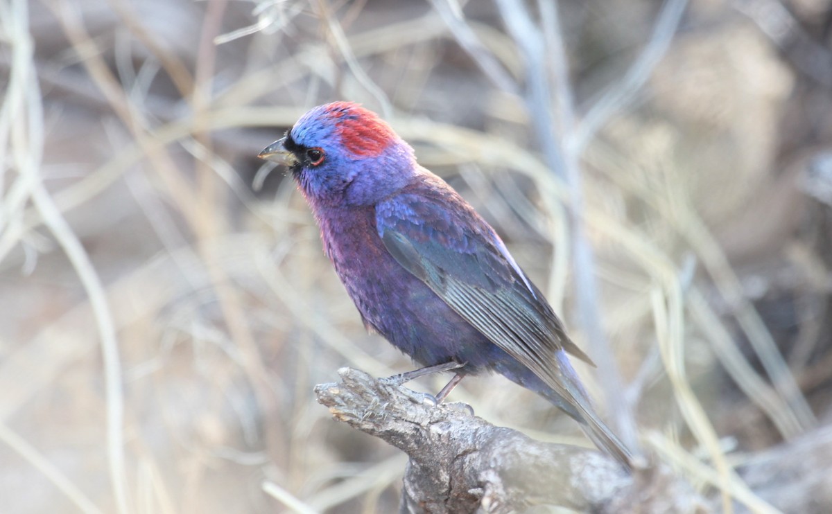 Varied Bunting - ML644787627