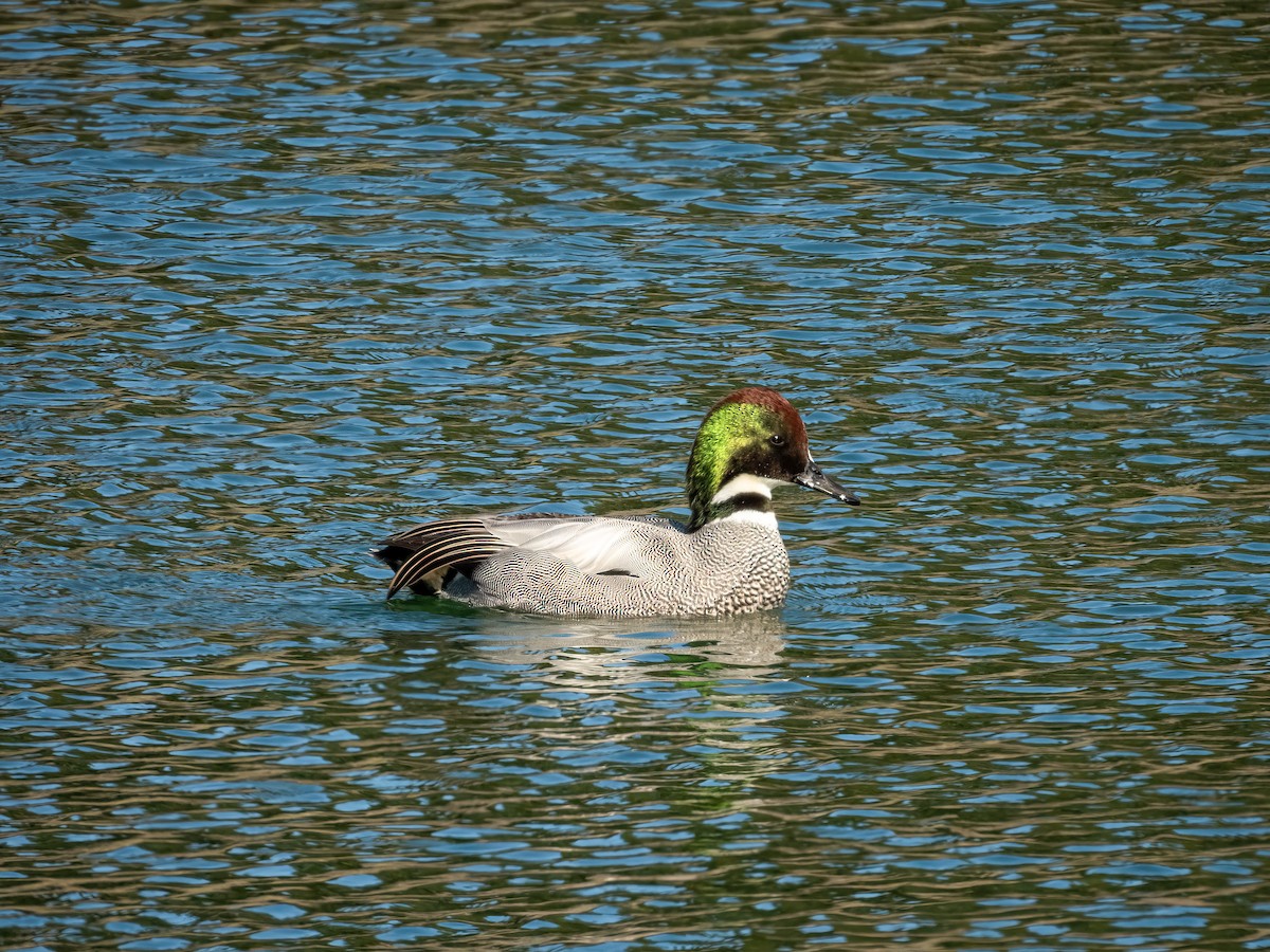 Sichelente - ML644787637