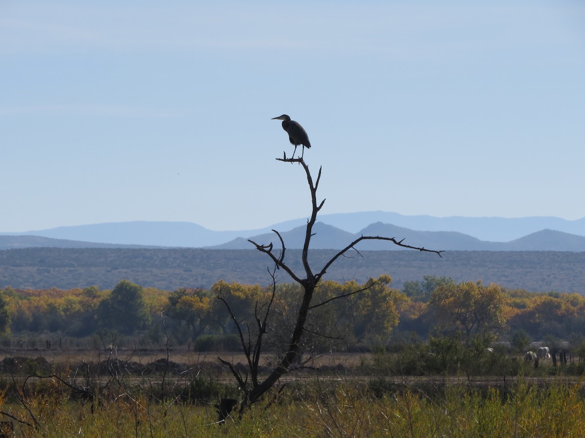 Kanadareiher - ML644787638