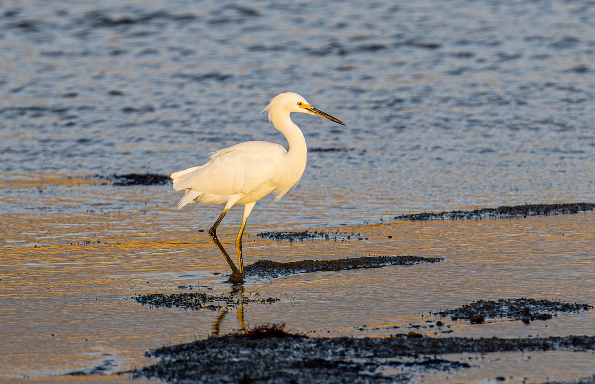 Schmuckreiher - ML644787642