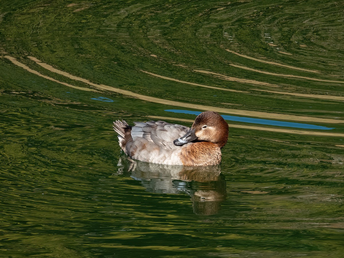 Tafelente - ML644787643