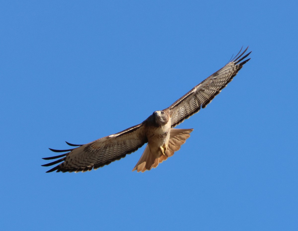 Rotschwanzbussard - ML644787644