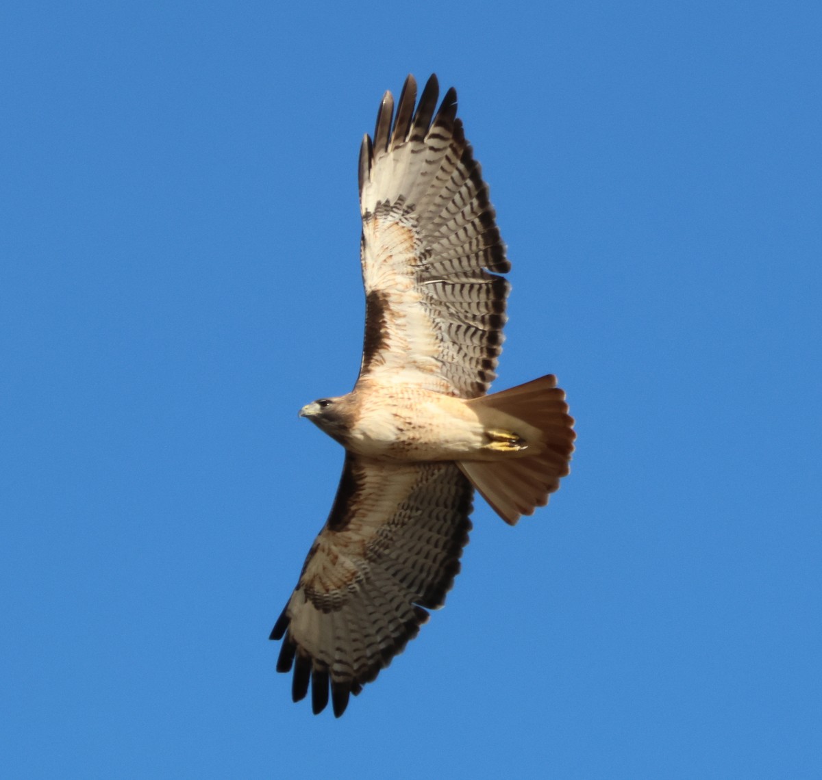 Rotschwanzbussard - ML644787645