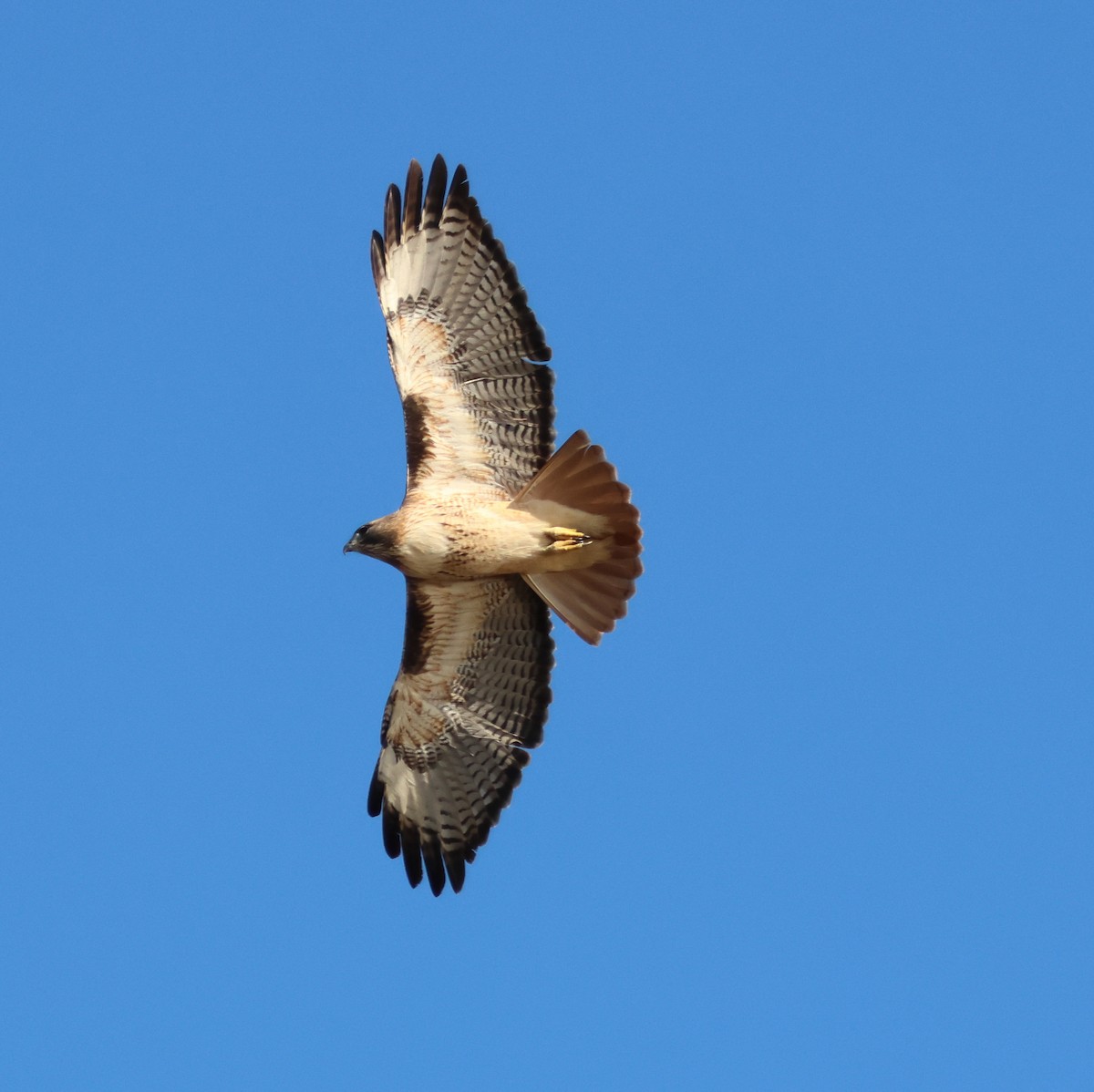 Rotschwanzbussard - ML644787646