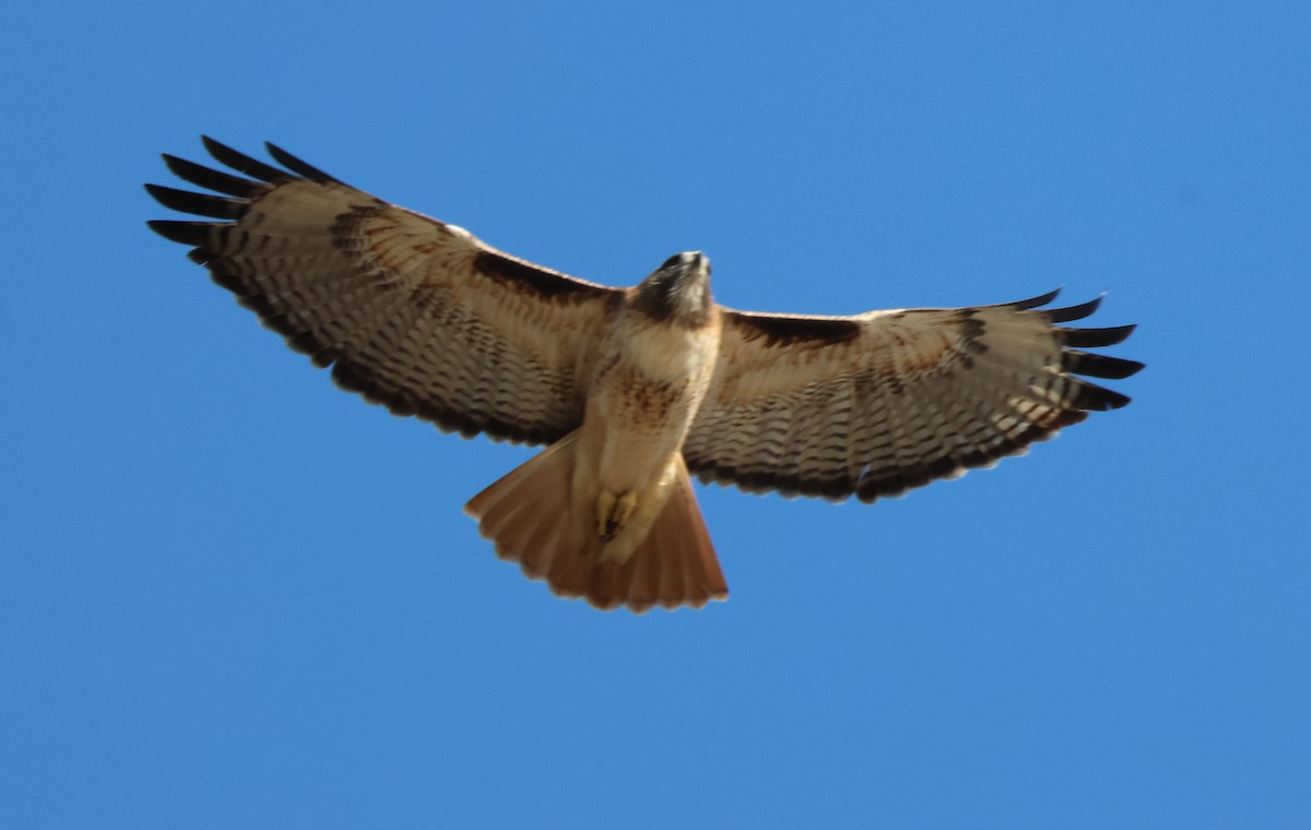 Rotschwanzbussard - ML644787648