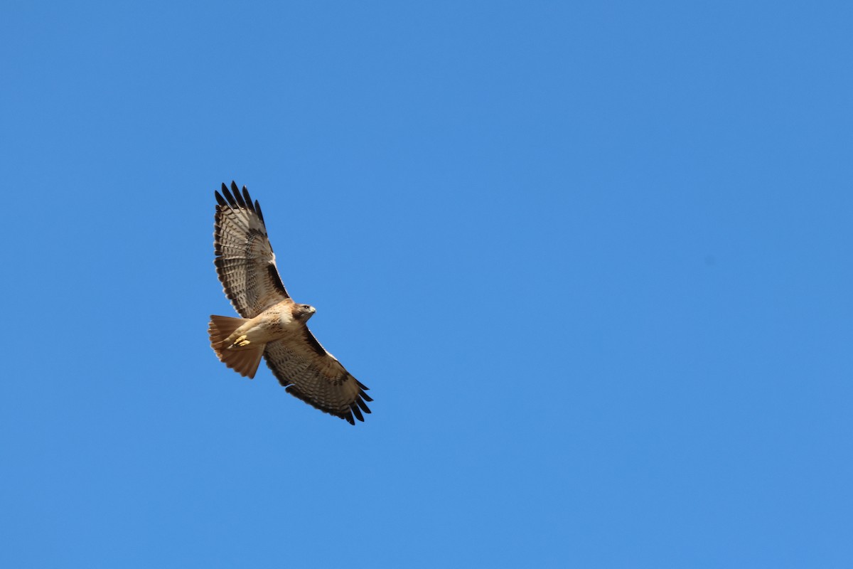 Rotschwanzbussard - ML644787649