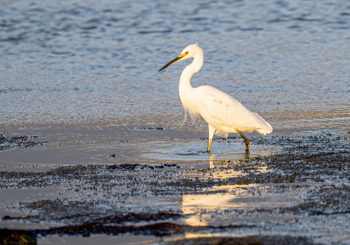 Schmuckreiher - ML644787650