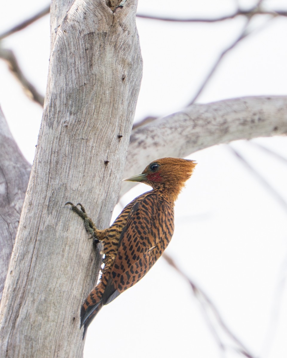 Olivbürzelspecht [undatus-Gruppe] - ML644787651