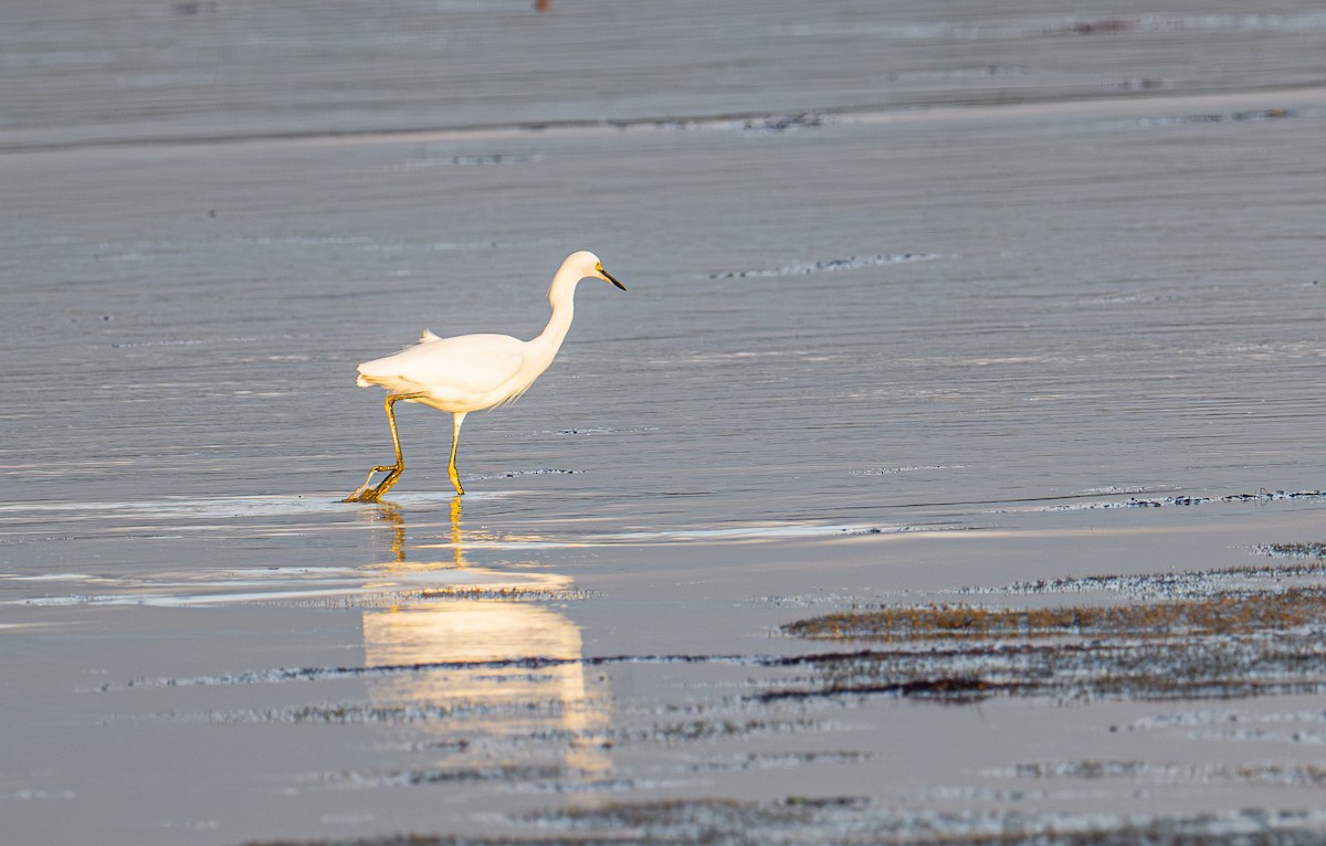 Schmuckreiher - ML644787652