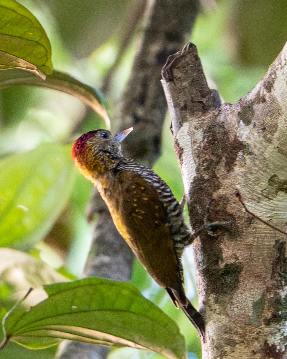 Goldnackenspecht - ML644787653