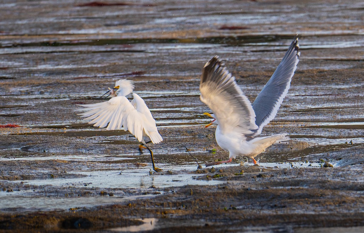 Schmuckreiher - ML644787654