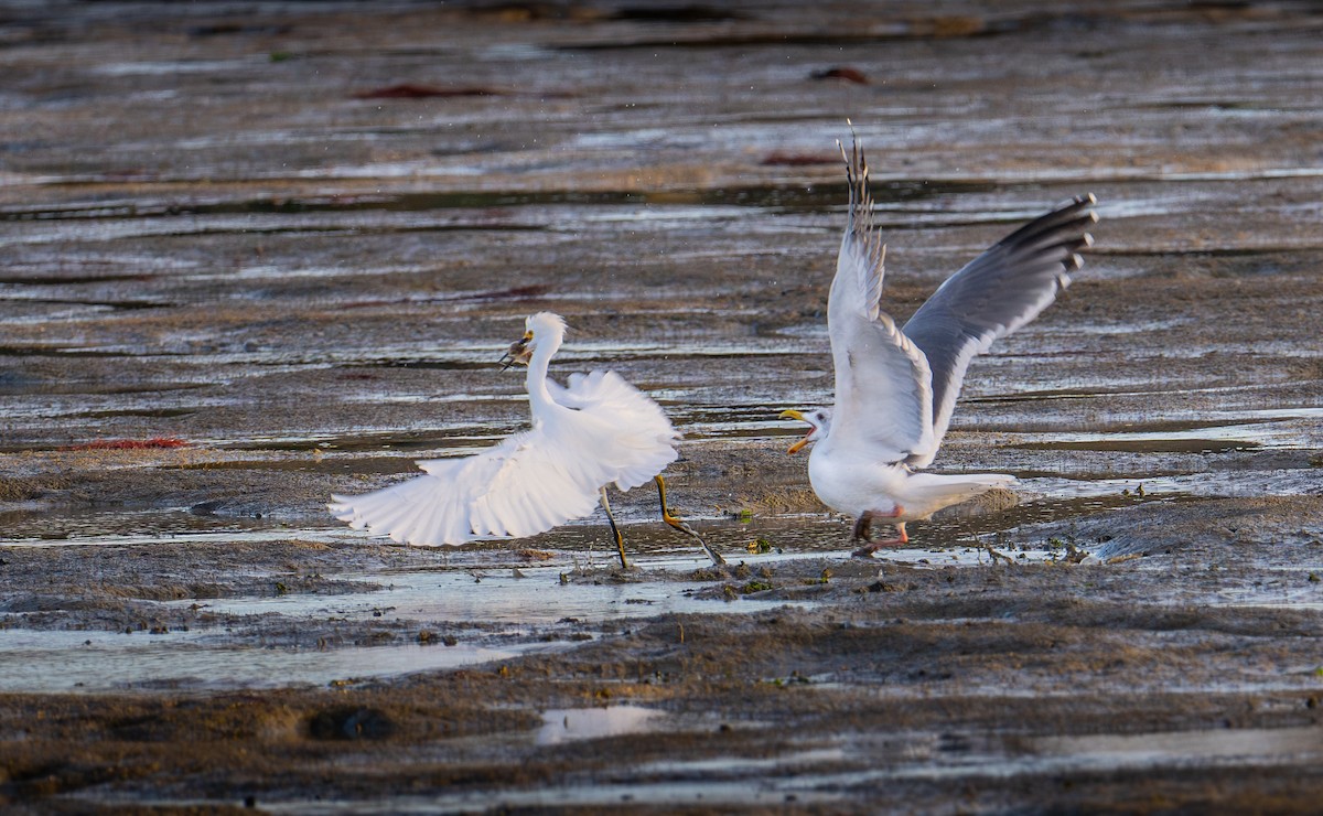 Schmuckreiher - ML644787655