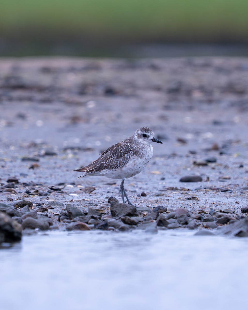 Kiebitzregenpfeifer - ML644787656