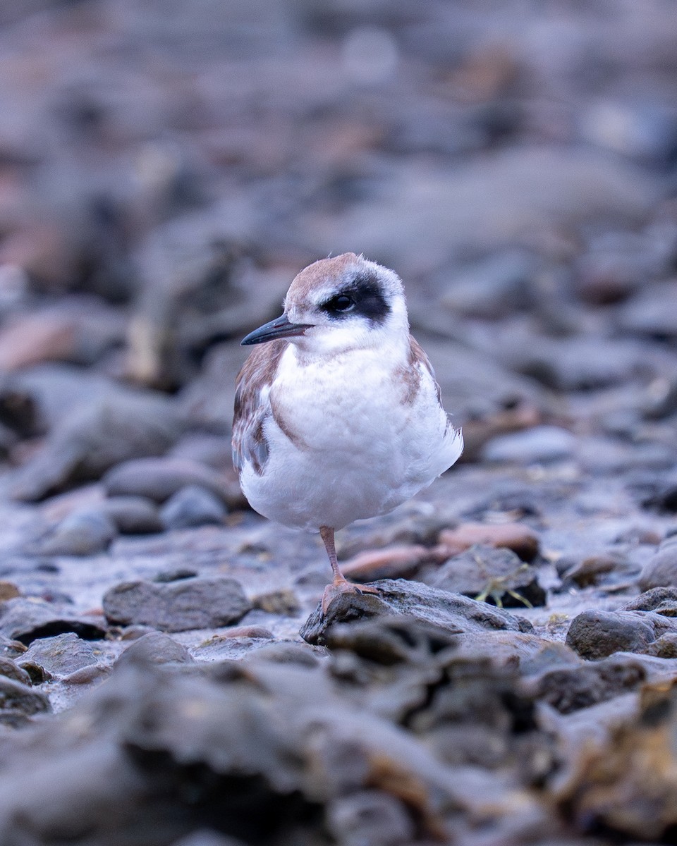 Forsterseeschwalbe - ML644787658