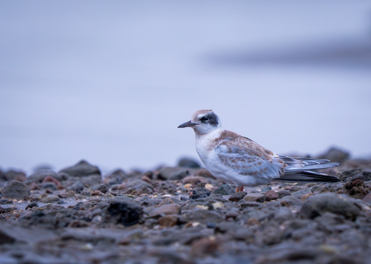 Forsterseeschwalbe - ML644787659