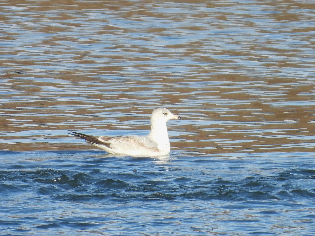 Ringschnabelmöwe - ML644787660