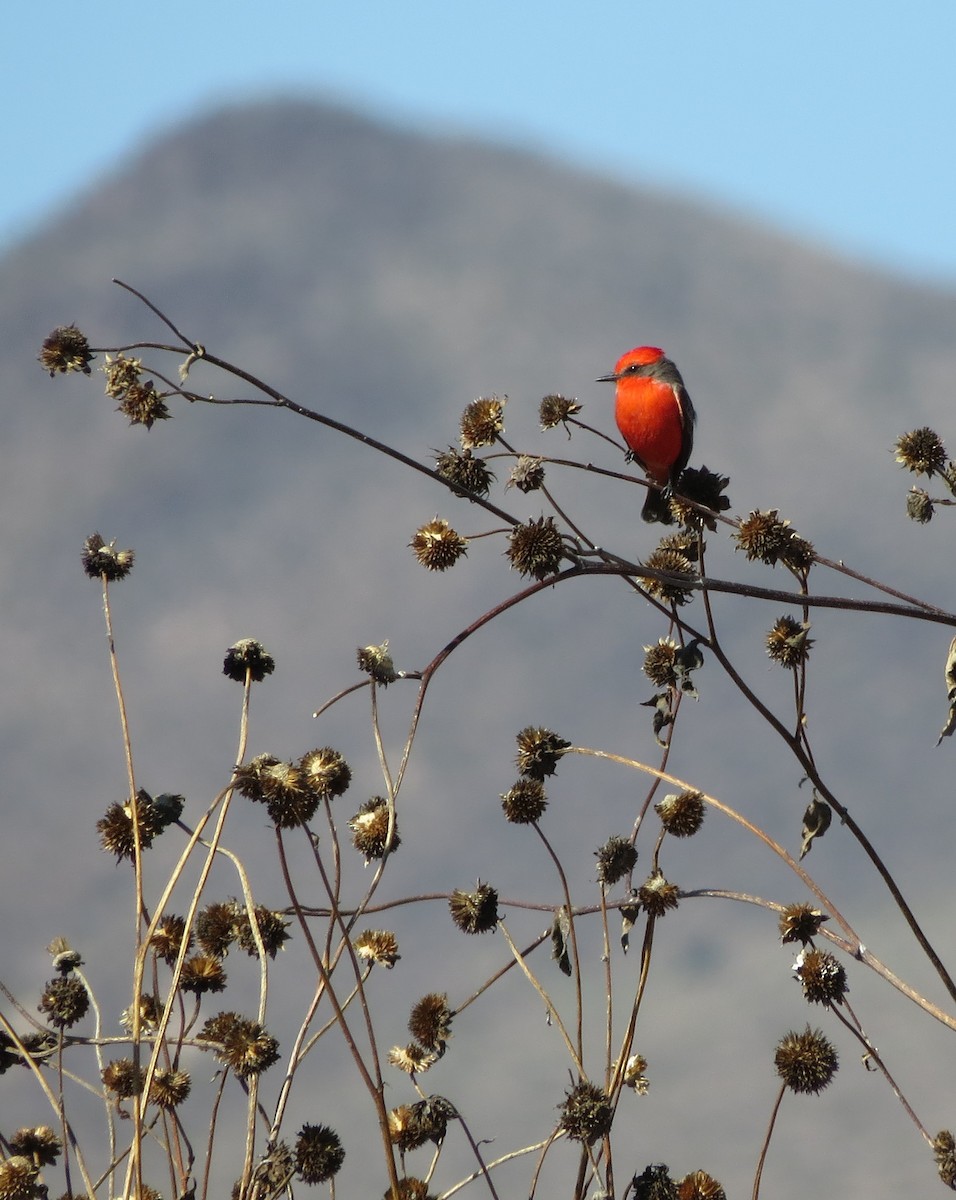 Rubintyrann - ML644787661