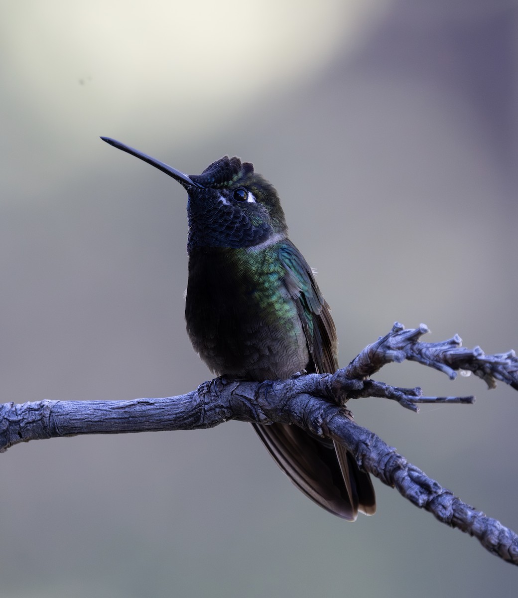 Violettkron-Brillantkolibri - ML644787662