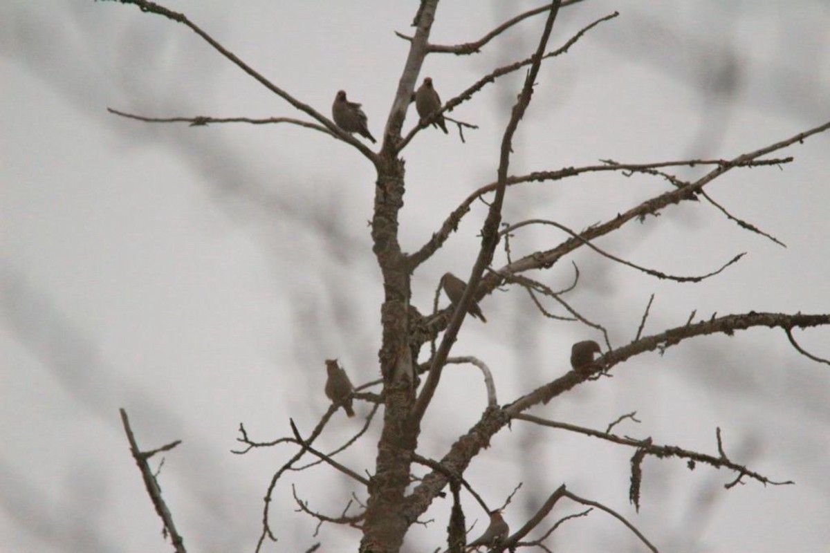 Seidenschwanz - ML644787663