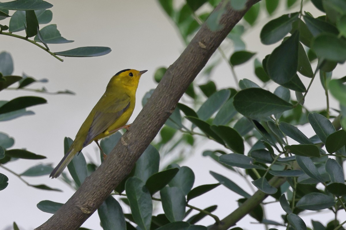 Wilson's Warbler - ML644787666