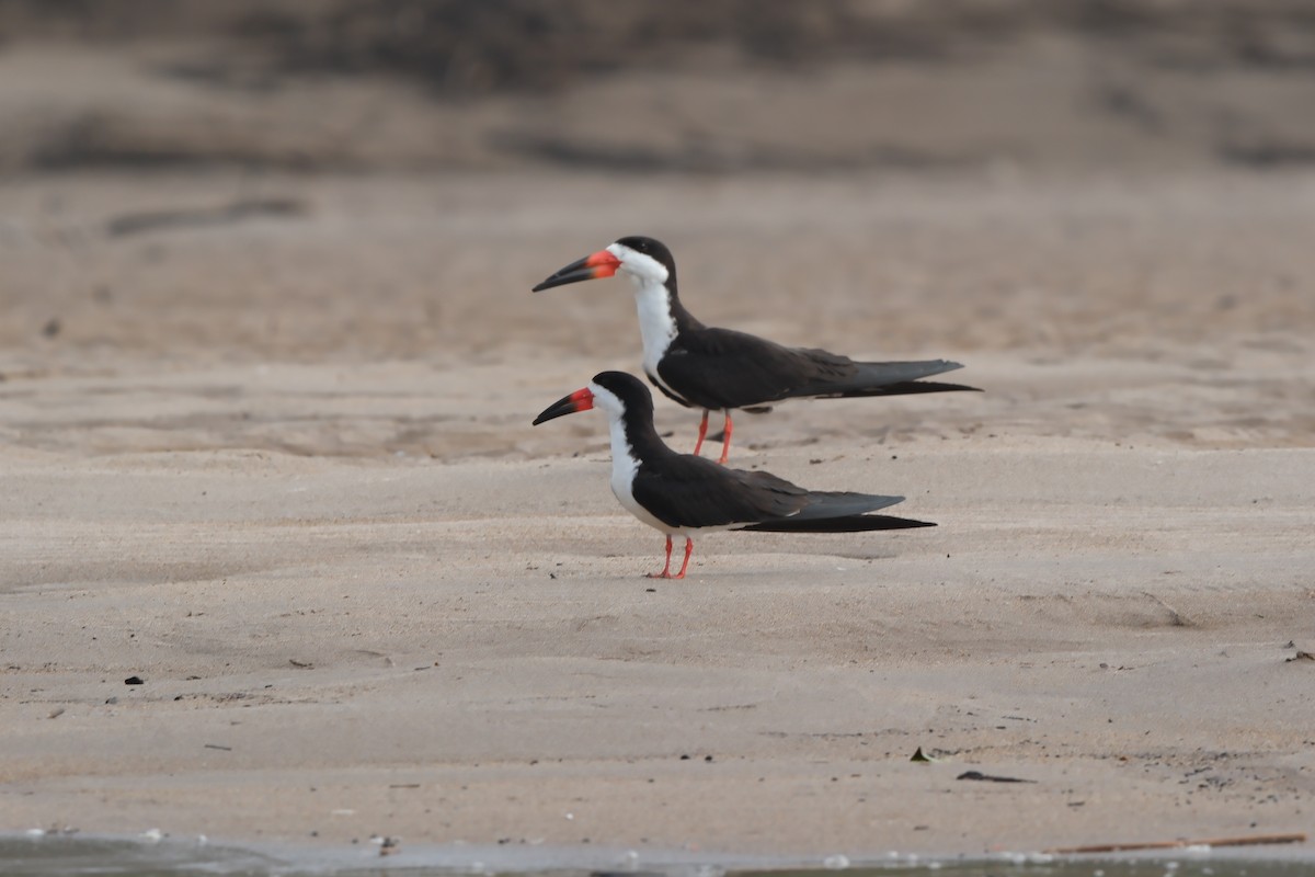 Black Skimmer - ML644787669