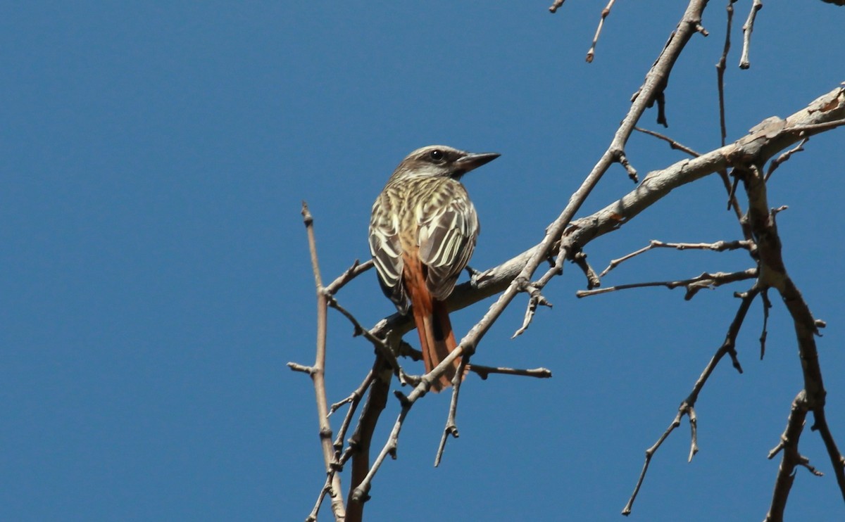 Sulphur-bellied Flycatcher - ML644787670