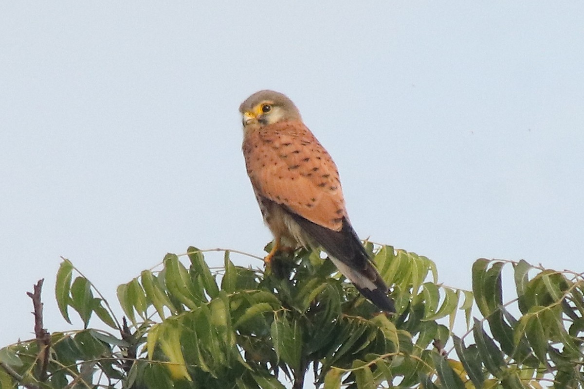 Eurasian Kestrel - ML644787672
