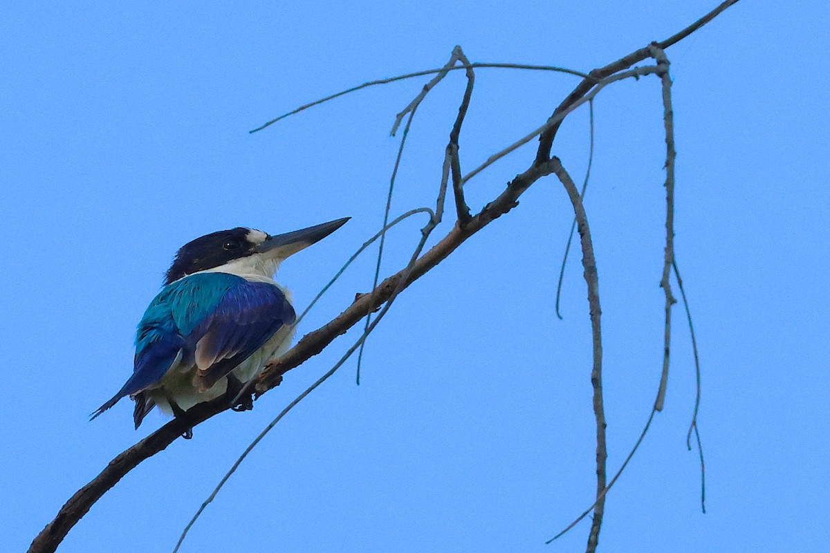 Forest Kingfisher - ML644787673