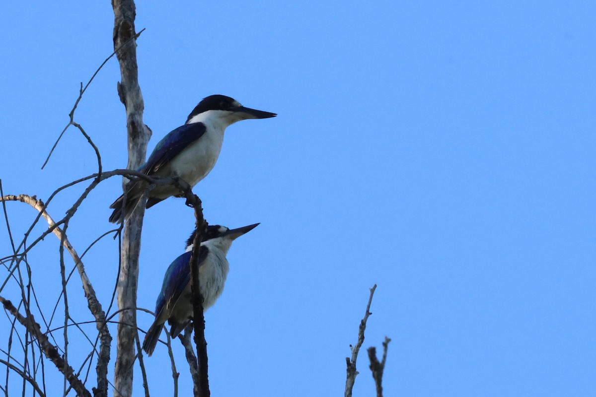 Forest Kingfisher - ML644787674
