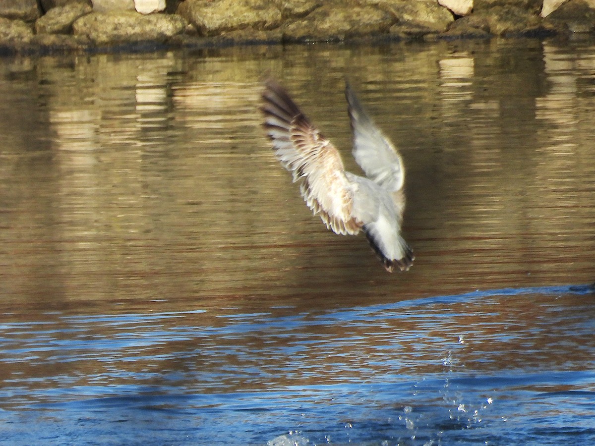 Мартин делаверський - ML644787675