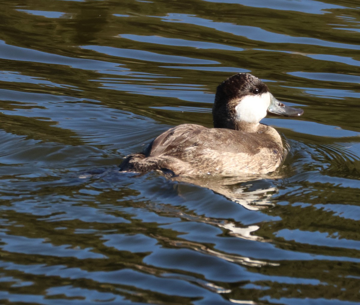 Ruddy Duck - ML644787677