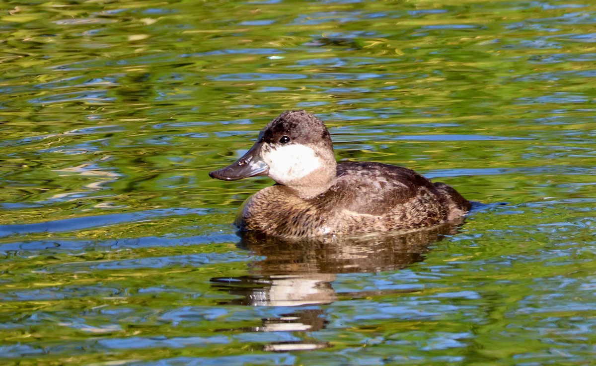Ruddy Duck - ML644787678