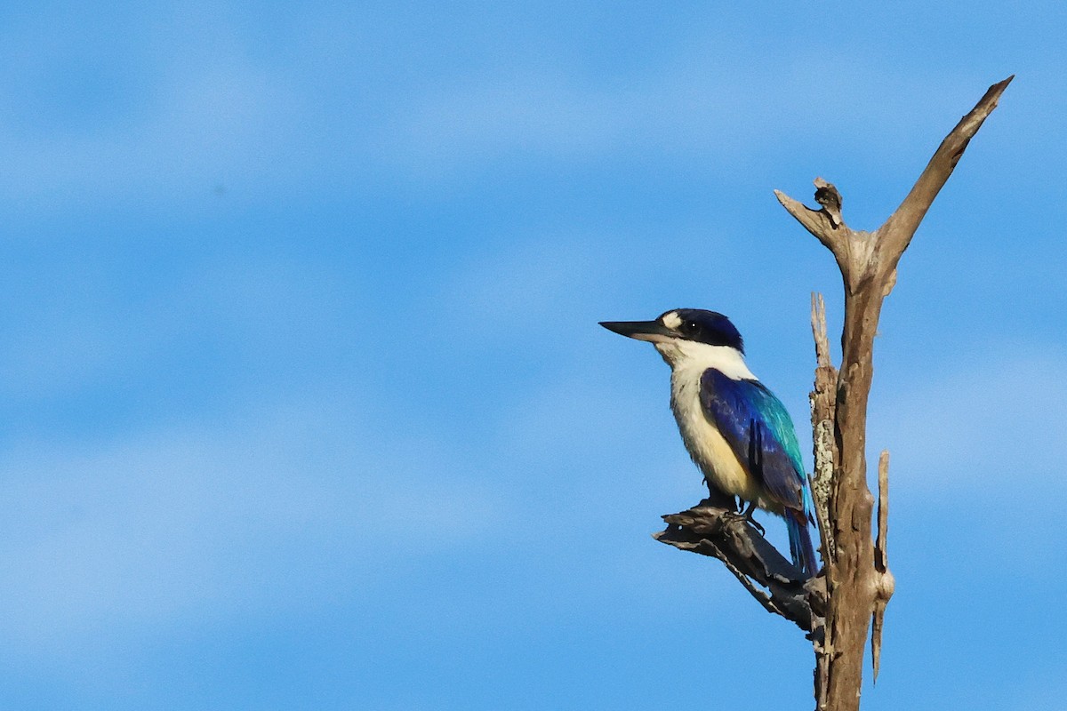 Forest Kingfisher - ML644787679