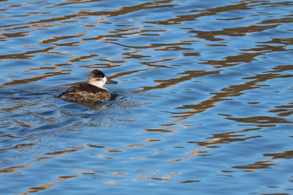 Ruddy Duck - ML644787680