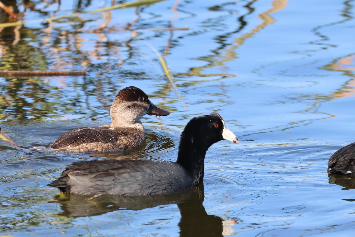Ruddy Duck - ML644787681